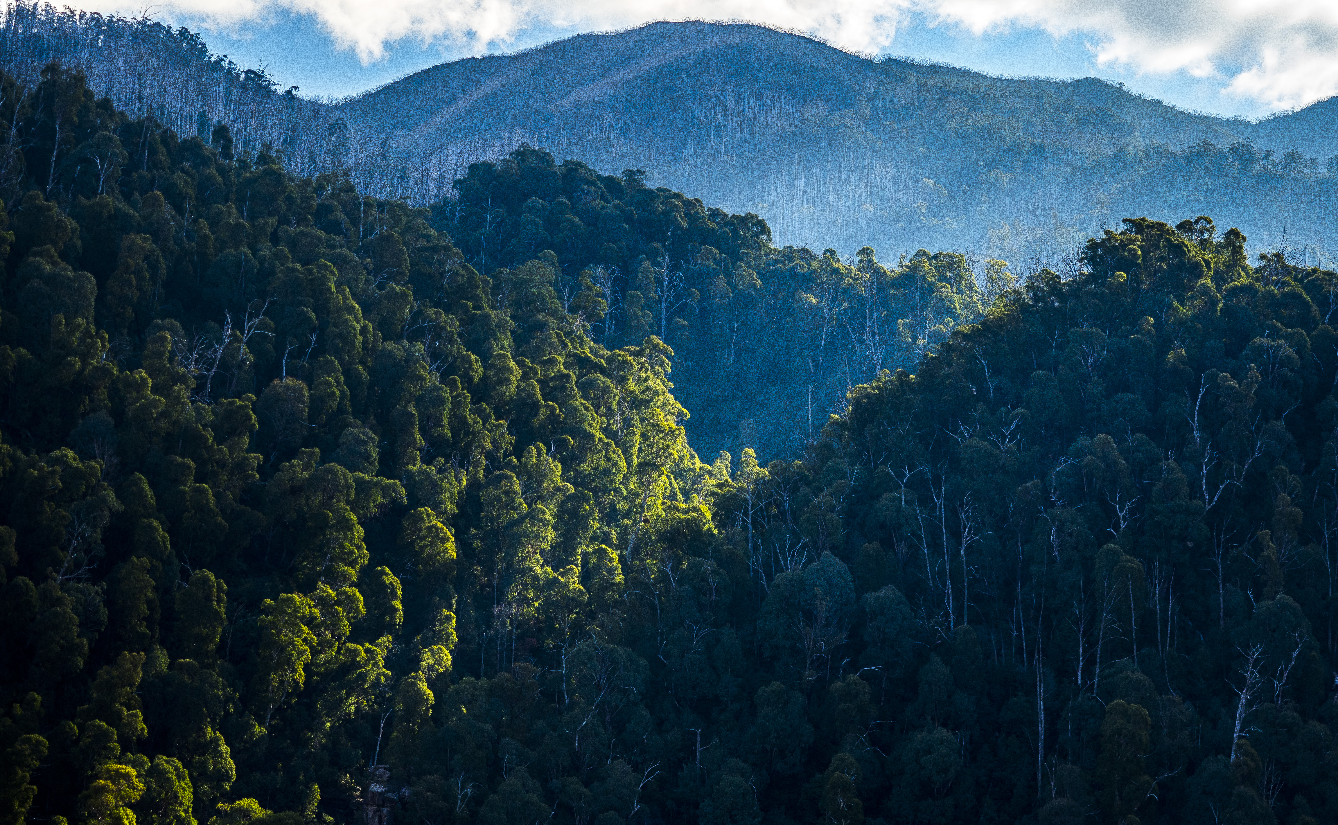 Green forest symbolising Australia’s pathway to home electrification and decarbonisation